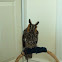 Long Eared Owl