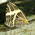 Zebra mosaic