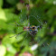 Orchard orbweaver