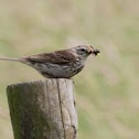 Meadow Pipit