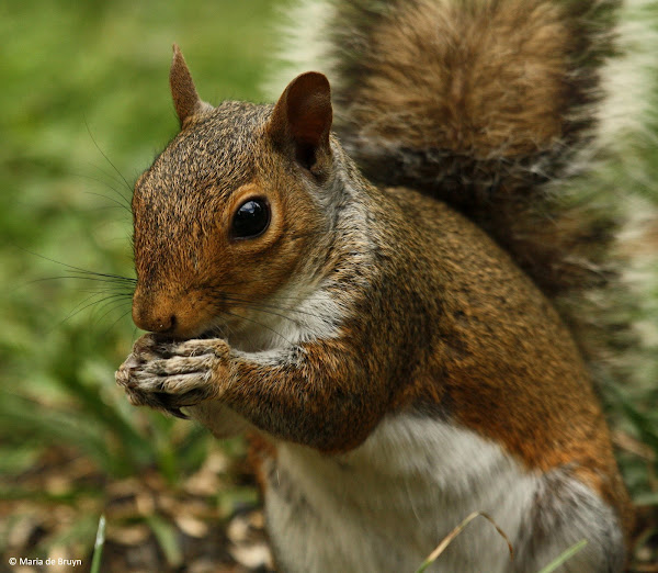Eastern gray squirrel eating sunflower seeds Project Noah