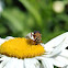 Delta Flower Scarab