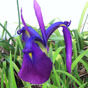 Blue Iris