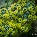 Sun Coral