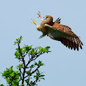 Common Kestrel