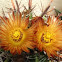 Cactus Biznaga