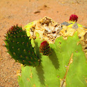 Prickly Pear