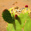 Prickly Pear
