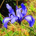 Douglas irises