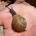 Land Snail