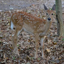 Whitetail deer