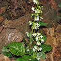 Round-leaved Pyrola