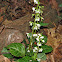 Round-leaved Pyrola