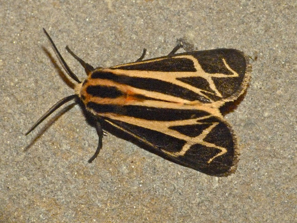 Spotting Image 1