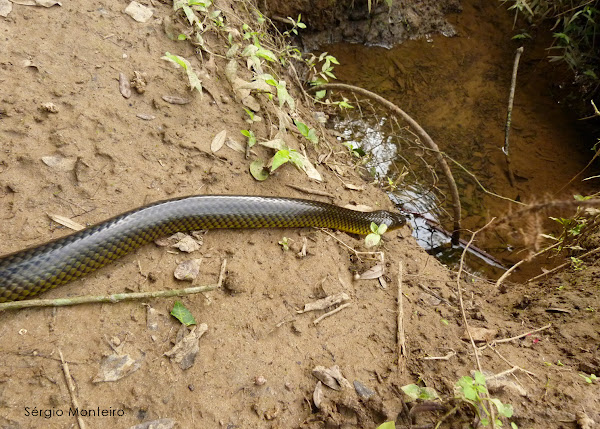 Cobra d'água (Water snake) | Project Noah