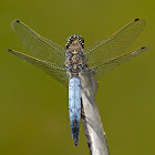 Libélula (Black-tailed Skimmer)