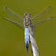 Libélula (Black-tailed Skimmer)