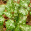 Allegheny Spurge