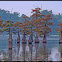 Bald Cypress