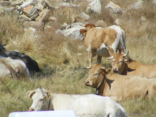 DSCF0513.JPG