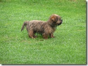 Louie on holiday 009