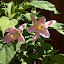 Lillys