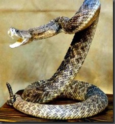rattle-snake-coiled