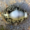 Money Shell