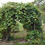 Flowerlady's Footpath garden
