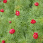 fern peony