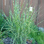 porcupine grass