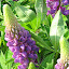 lupine