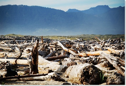 driftwood