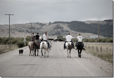 cattledrive3