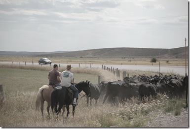 cattledrive4