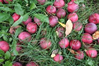 [orchardapples[4].jpg]