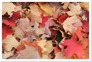 orchardleaves