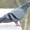 Pigeon