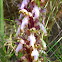 Himantoglossum robertianum