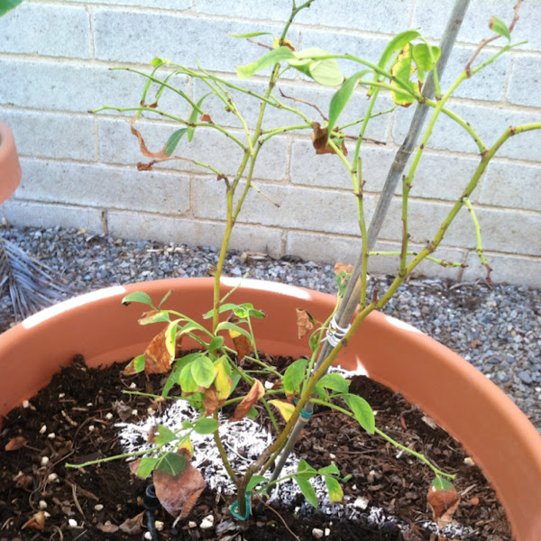 Dying(?) blueberry bush Project Noah