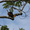 Russet-backed Oropendola