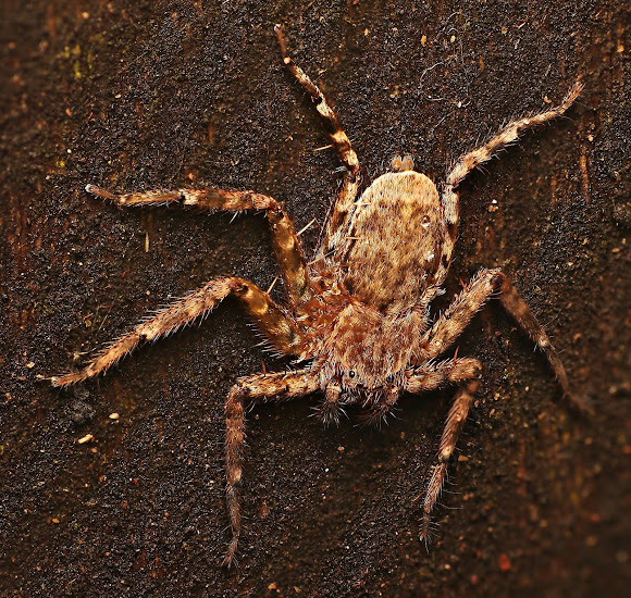 Spotting Image 1