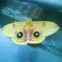 Io Moth