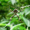 Silver garden spider