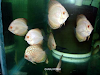 Peces Disco Gran Oportunidad 
