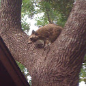Raccoon