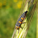 Ladybird Larva