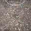 Bushy Cucumber