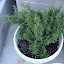 Rosemary