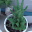Greek Oregano